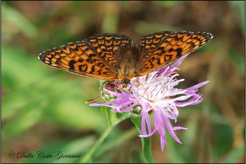 Melitaea phoebe da confermare